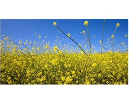 pollen 3 png